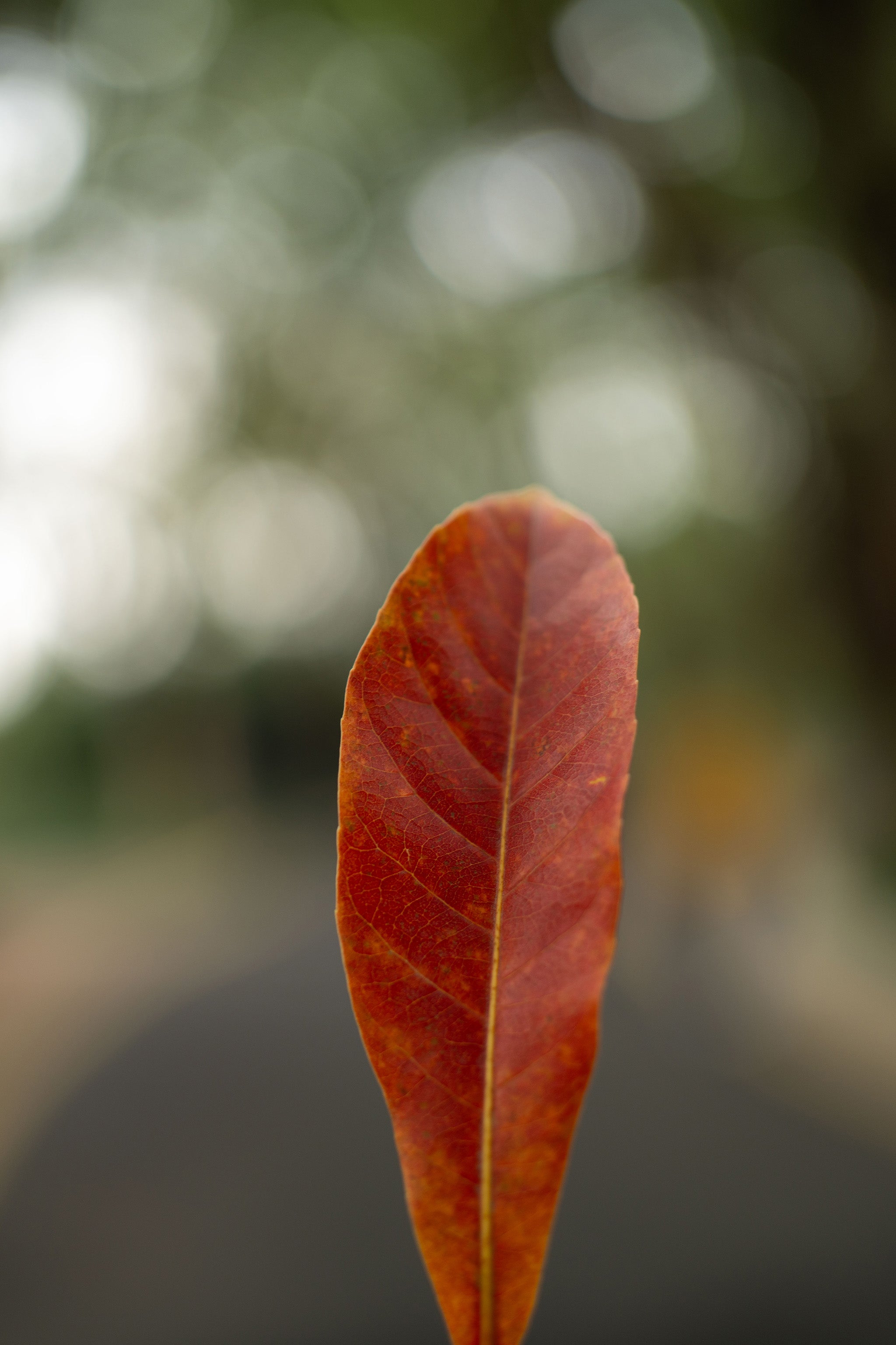 0.34m AF 35mm F1.2 close-up lens for Sony